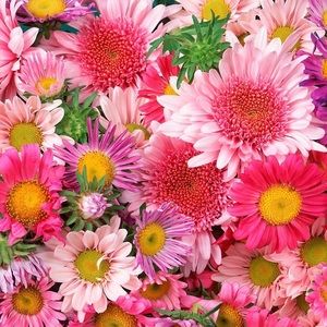 🌴🐚🦩🐚🌴🐚🦩🐚🌴🐚🦩🐚🌴🐚🦩🐚